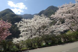 🌸五木村に春の訪れ、山々の桜の花最高でした🌸花吹雪